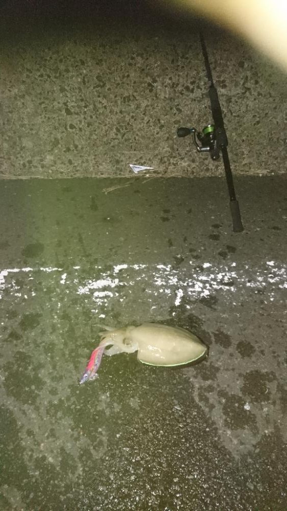 今日もエギング