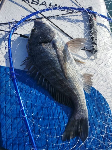 SUPフィッシング