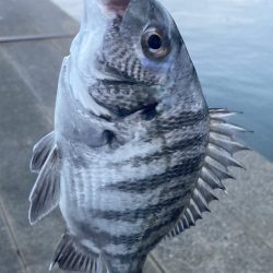 まだまだ黒鯛はシーズン中