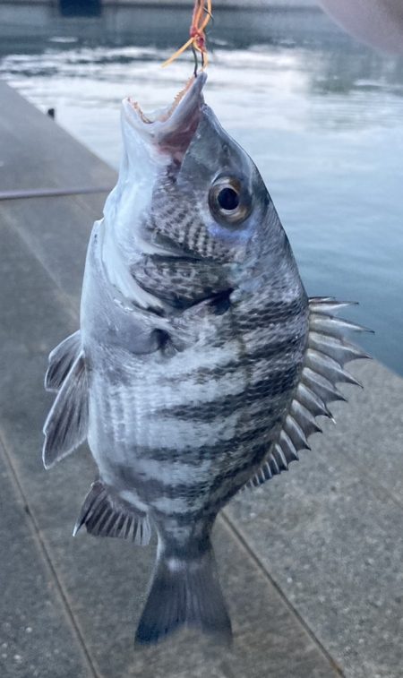 まだまだ黒鯛はシーズン中