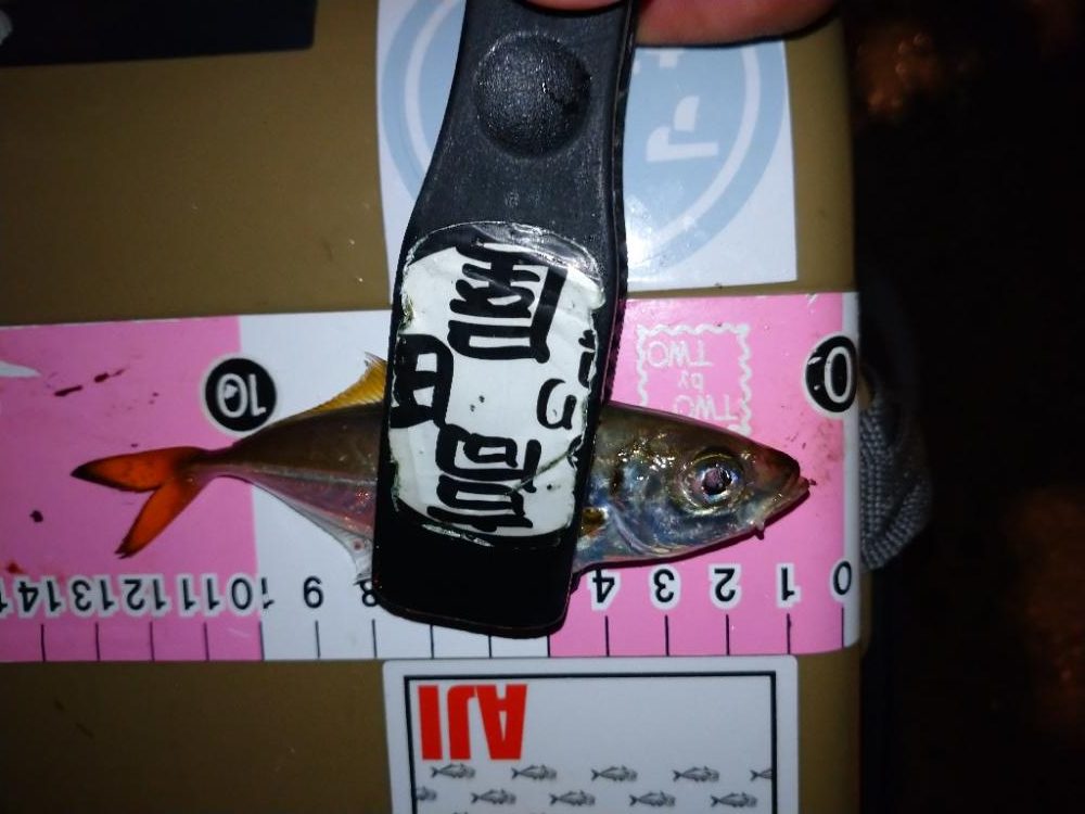 今夜もアジング