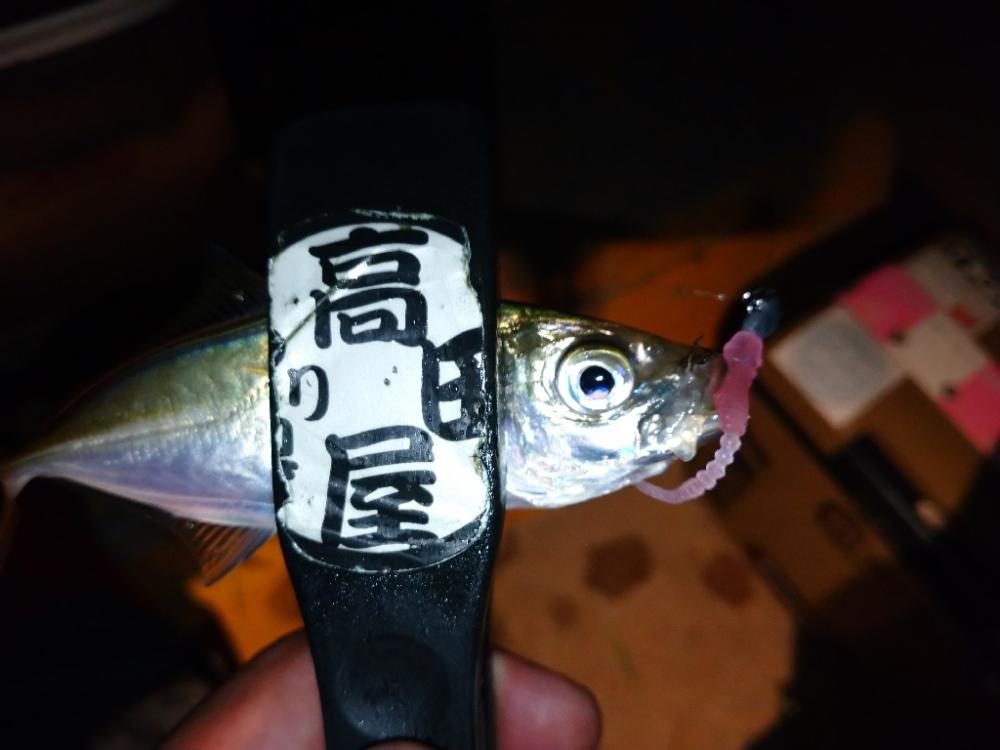 今夜のアジング