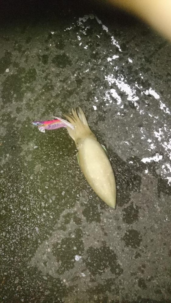 今日もエギング