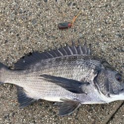 まだまだ黒鯛はシーズン中