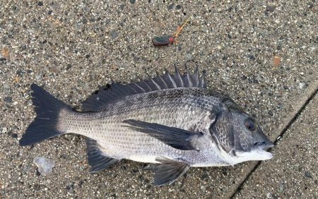 まだまだ黒鯛はシーズン中