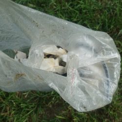 清掃活動：中潮凪