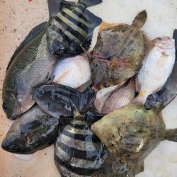 マリーナシティ海釣り公園