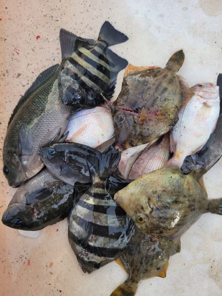 マリーナシティ海釣り公園