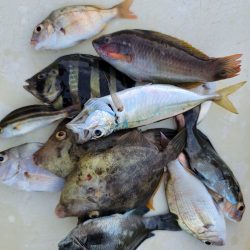 和歌山マリーナシティ海釣り公園