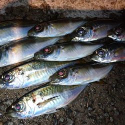 雨上がり爆風アジング修行