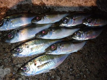 雨上がり爆風アジング修行