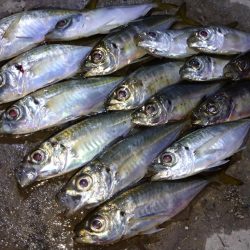 今夜もアジング