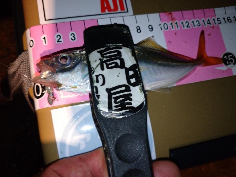 相変わらずの激渋アジング