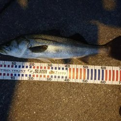 今朝の1時間勝負