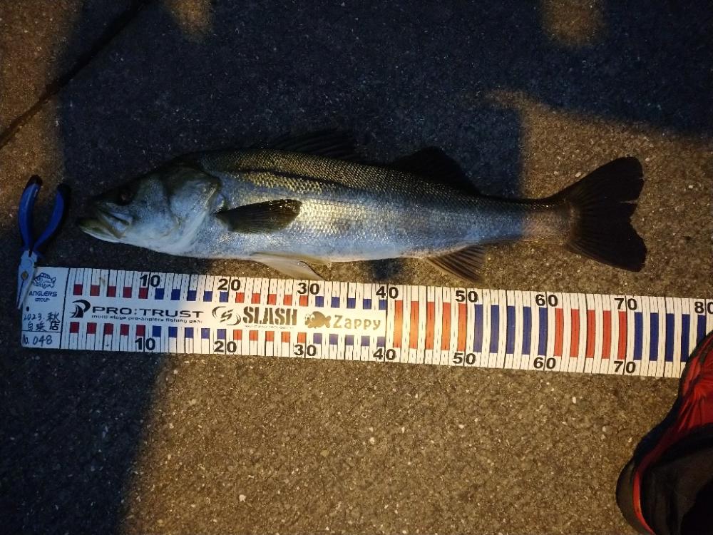 今朝の1時間勝負