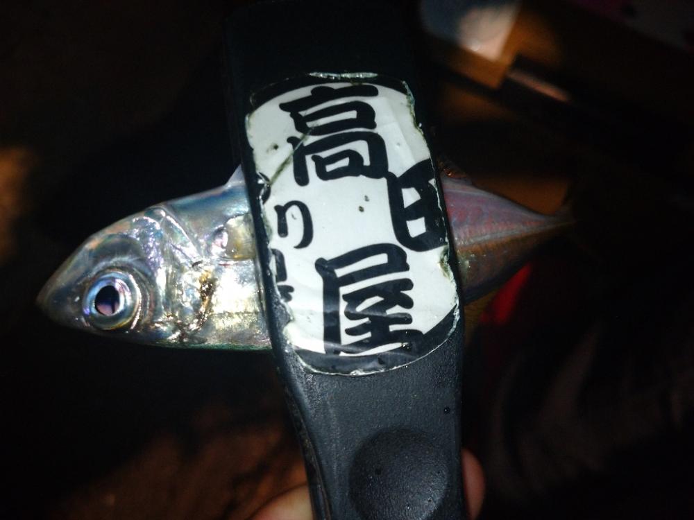 今夜もアジング