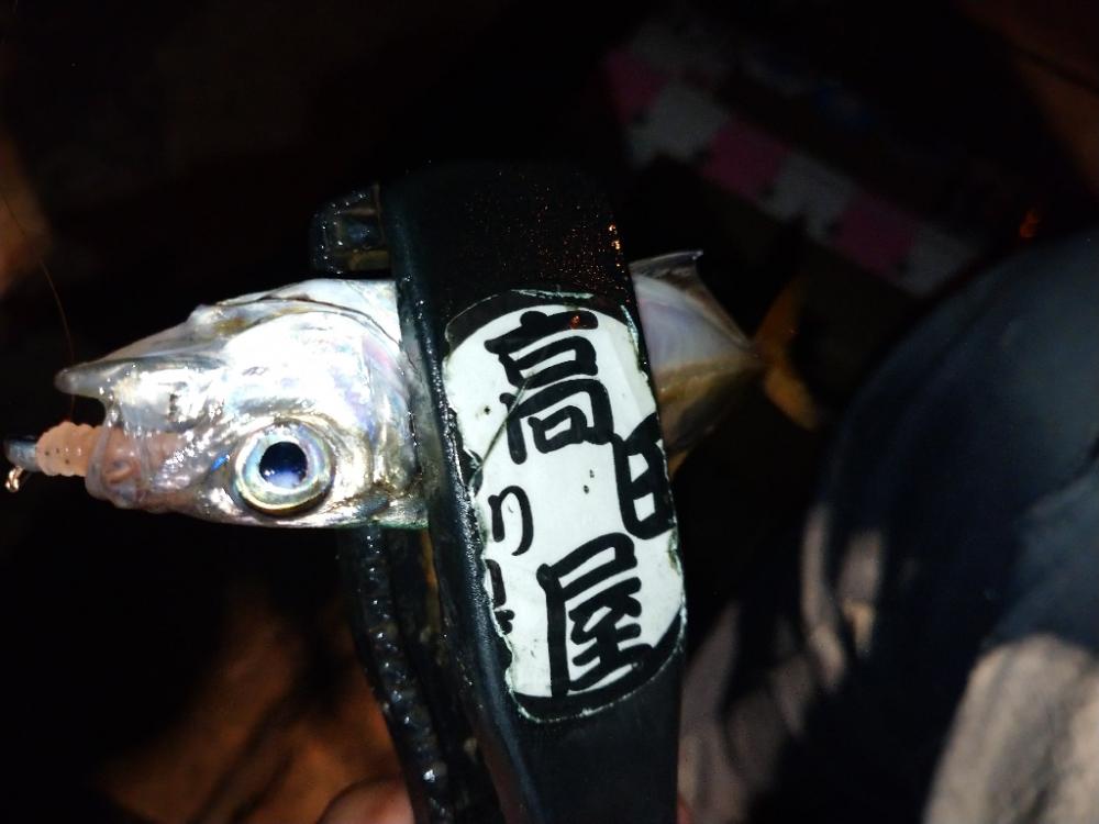 雨上がりアジング