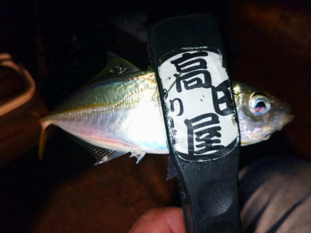 相変わらずの激渋アジング