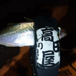 雨上がりアジング