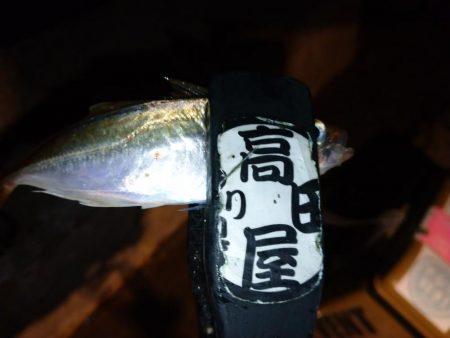 雨上がりアジング