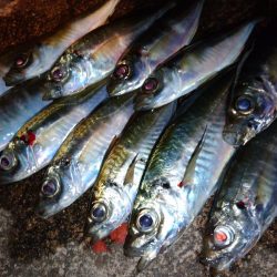 相変わらずの激渋アジング