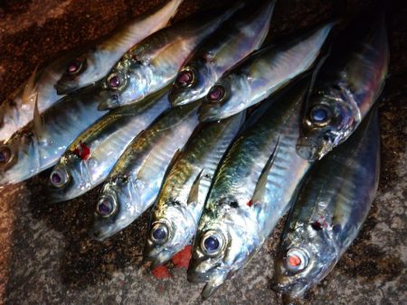 相変わらずの激渋アジング