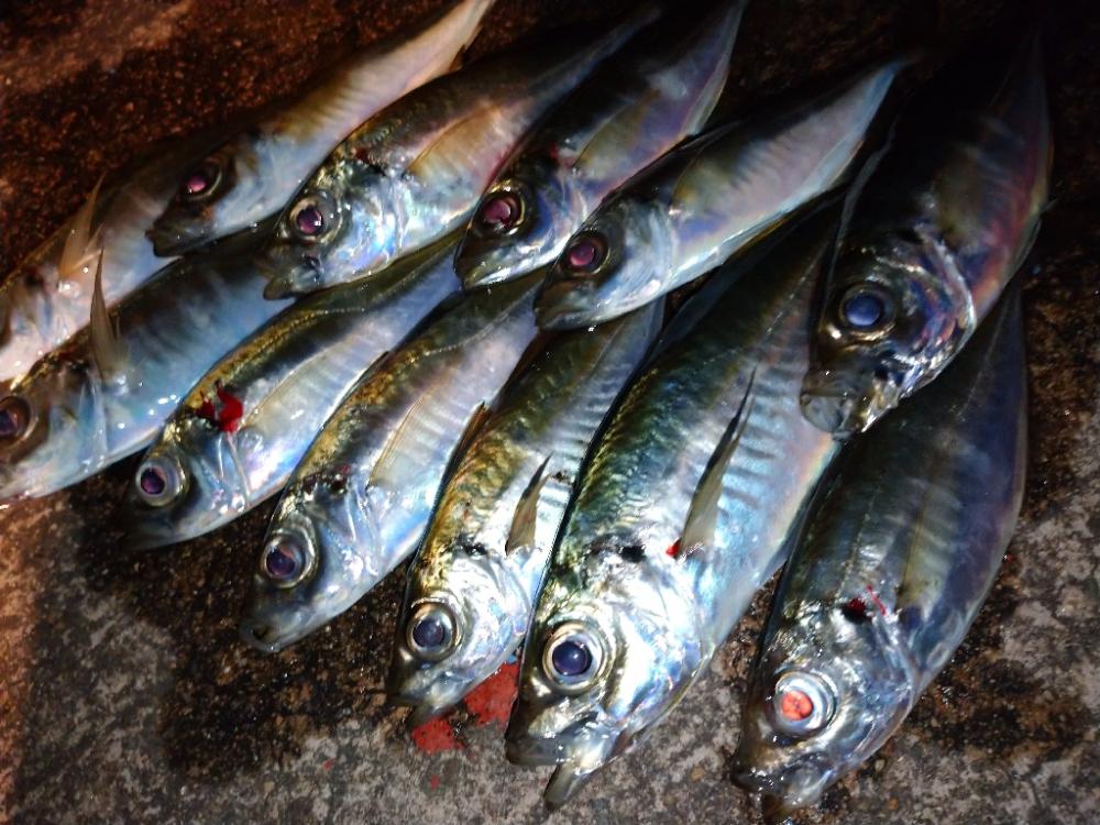 相変わらずの激渋アジング