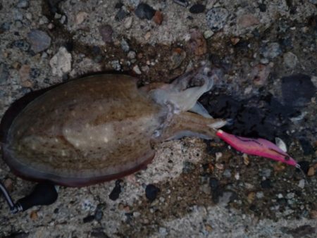 アオリ2杯、コウイカ１杯、キジハタ１匹！