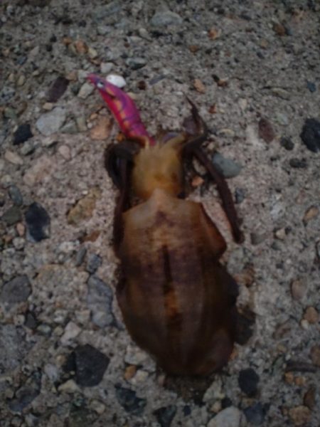 アオリイカ3杯！コウイカ1杯！カマス多数