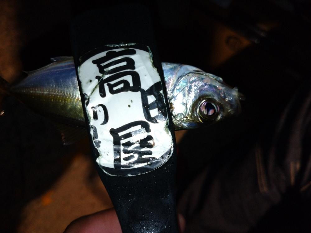 今夜もアジング