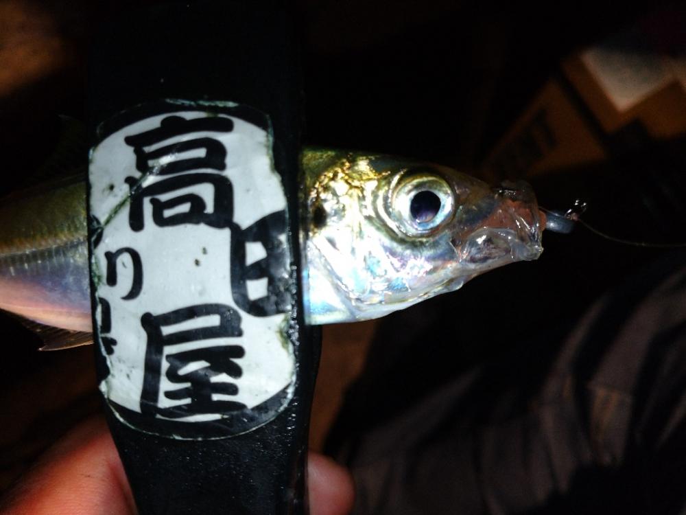 雨上がりアジング