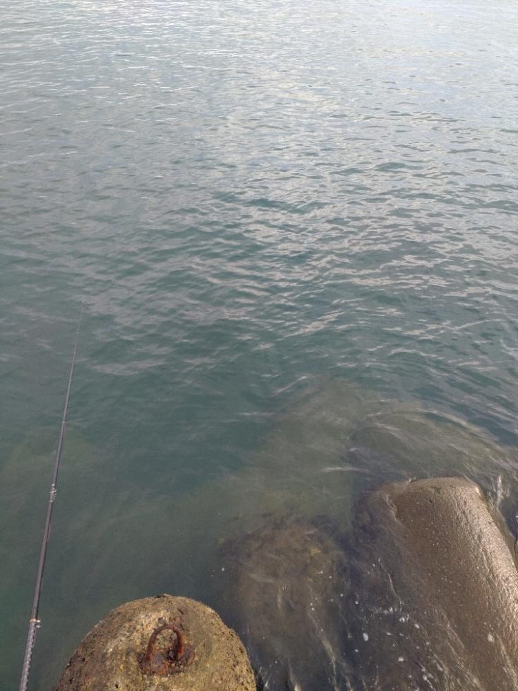 アオリ2杯、コウイカ１杯、キジハタ１匹！