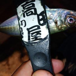 雨上がり爆風アジング修行