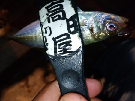 雨上がり爆風アジング修行