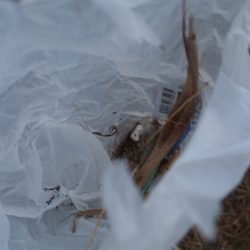 清掃活動：ちりばめられた星たちの下