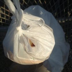 清掃活動：月の輝きと青箭魚