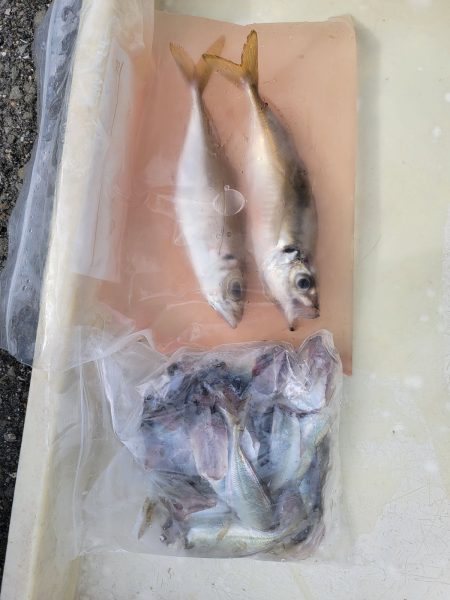 マリーナシティ海釣り公園9月8日