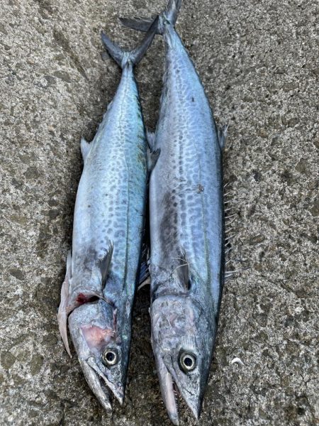 午後のおやつタイム