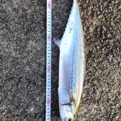 ハイシーズンではないのかい💦…