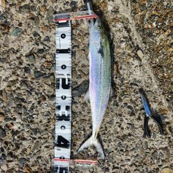 久しぶりのヤツに出会えました