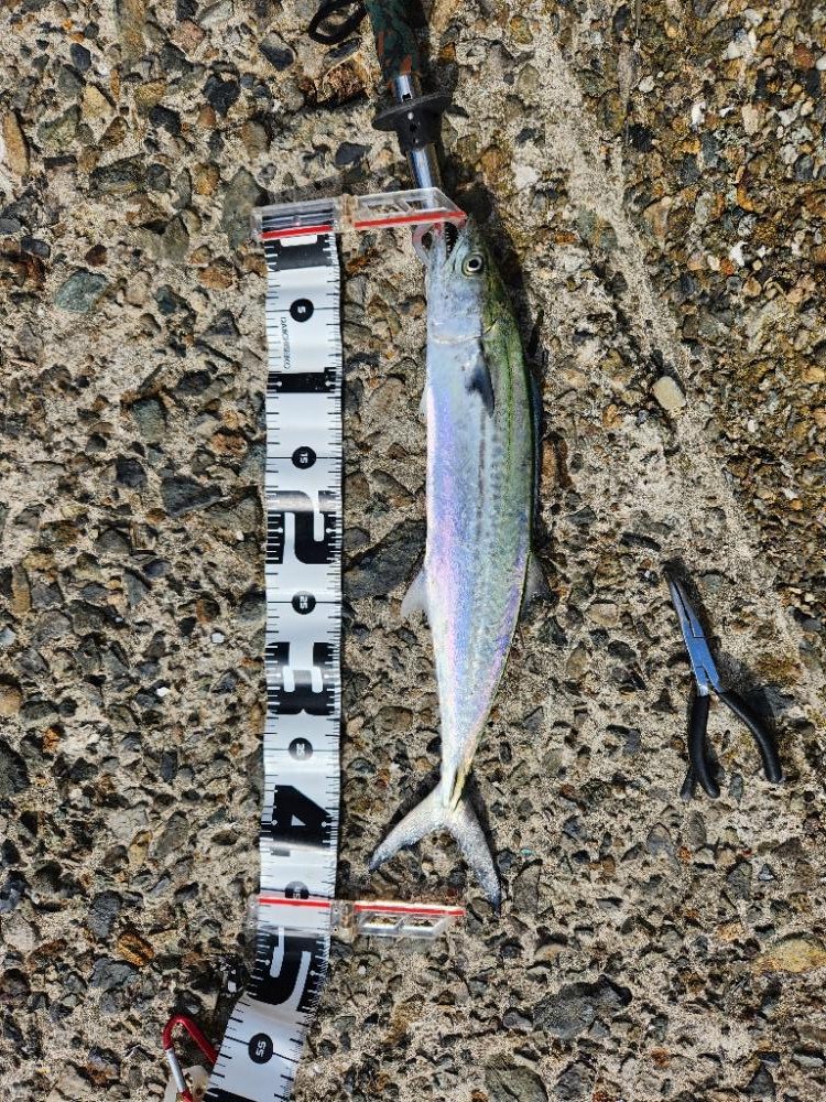 久しぶりのヤツに出会えました