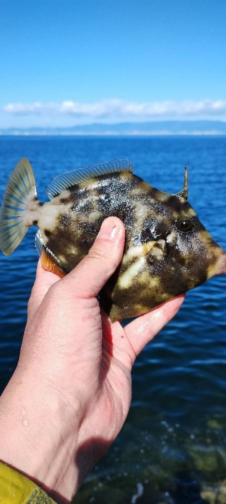 カワハギ&ガシラ