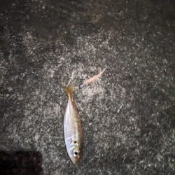 アジ早く大きくならないかな？