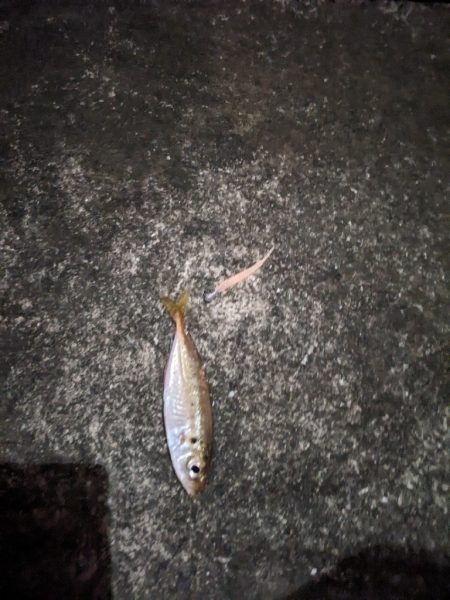 アジ早く大きくならないかな？