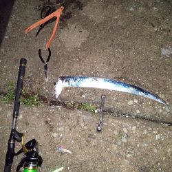 久々に電気ウキで癒やされた