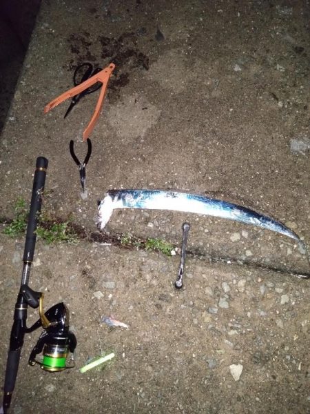 久々に電気ウキで癒やされた