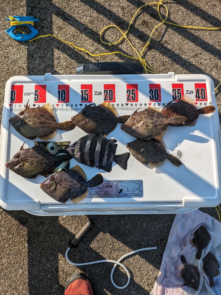 カワハギ釣りにはまりました。