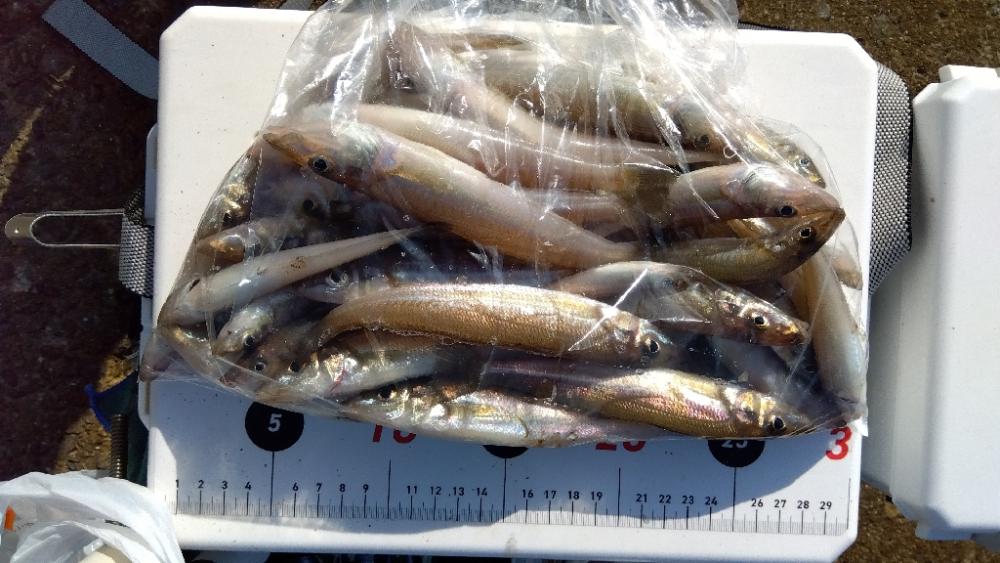 苅屋海岸のキス釣り