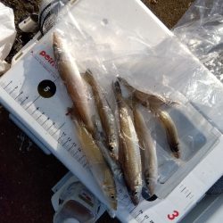 苅屋海岸のキス釣り