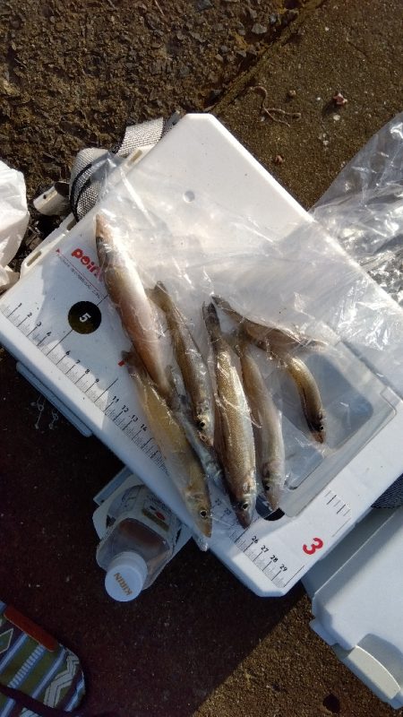 苅屋海岸のキス釣り